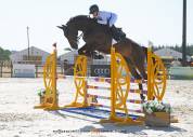 Caballo castrado Silla Franc&eacute;s En venta 2020 Negro