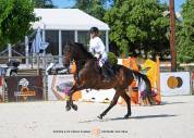 Caballo castrado Silla Franc&eacute;s En venta 2020 Negro