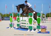 Caballo castrado Silla Franc&eacute;s En venta 2020 Negro