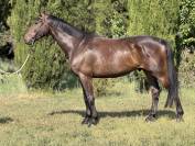 Caballo castrado Silla Franc&eacute;s En venta 2020 Negro