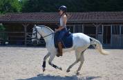Hongre Pur Sang Lusitanien 5 ans
