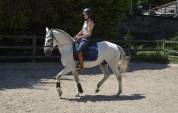 Hongre Pur Sang Lusitanien 5 ans