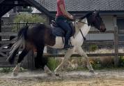 Grand poney- petit cheval