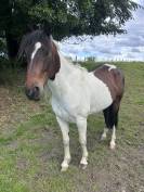 Grand poney- petit cheval