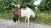 Grand poney- petit cheval