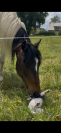 Grand poney- petit cheval