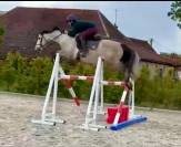 Vente cheval 5 ans CSO