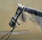 Vente cheval 5 ans CSO