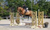 Caballo castrado Silla Franc&eacute;s En venta 2014 Bayo