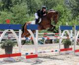 Caballo castrado Silla Franc&eacute;s En venta 2014 Bayo