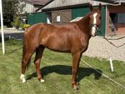 Cheval de sport &agrave; vendre