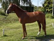 Cheval de sport &agrave; vendre
