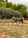 Jolie et gentils cheval &agrave; la vente 