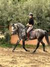 Jolie et gentils cheval &agrave; la vente 