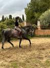 Jolie et gentils cheval &agrave; la vente 