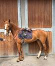 Ponette sport 4 ans D