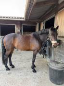 Cheval &agrave; vendre