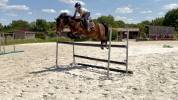 Cheval &agrave; vendre
