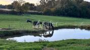 Propriet&agrave; equestre In vendita Sa&ocirc;ne-et-Loire