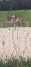 Jument 4 ans potentiel amateur 