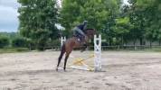Jument 4 ans potentiel amateur 