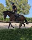 Jument 4 ans potentiel amateur 