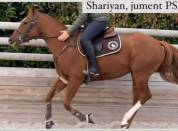 SHARIYAN - jument PS 6 ans 