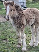 QUHOZACK de la chize irish-cob pp ics
