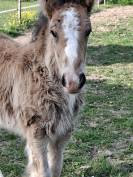 QUHOZACK de la chize irish-cob pp ics