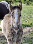 QUHOZACK de la chize irish-cob pp ics