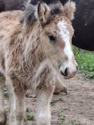 QUHOZACK de la chize irish-cob pp ics