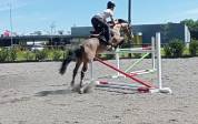Caballo de Salto 