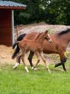 Foal Z par cashpaid J & F 