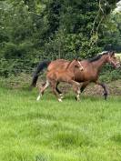 Foal Z par cashpaid J & F 