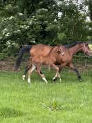 Foal Z par cashpaid J & F 