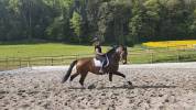 Joya TD - Jument PRE - 7 ans