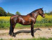 Joya TD - Jument PRE - 7 ans