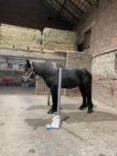 Pension compl&egrave;te - percheron 200&euro;/mois 
