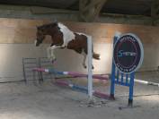 Jument Zangersheide CSO 5ans
