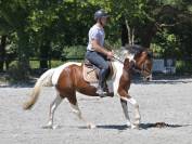 Jument Zangersheide CSO 5ans