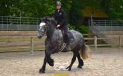 Percheron mont&eacute;