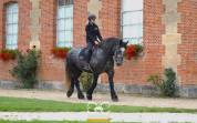Percheron mont&eacute;