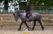 Percheron mont&eacute;