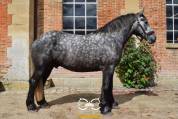 Percheron mont&eacute;