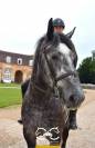 Percheron mont&eacute;