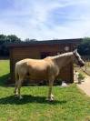 Poney D a vendre
