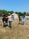 Pouliche AQPS (foal) pour courses