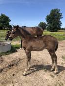 Pouliche AQPS (foal) pour courses