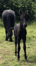Filly Friesian For sale 2026 Black