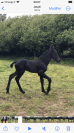 Filly Friesian For sale 2026 Black